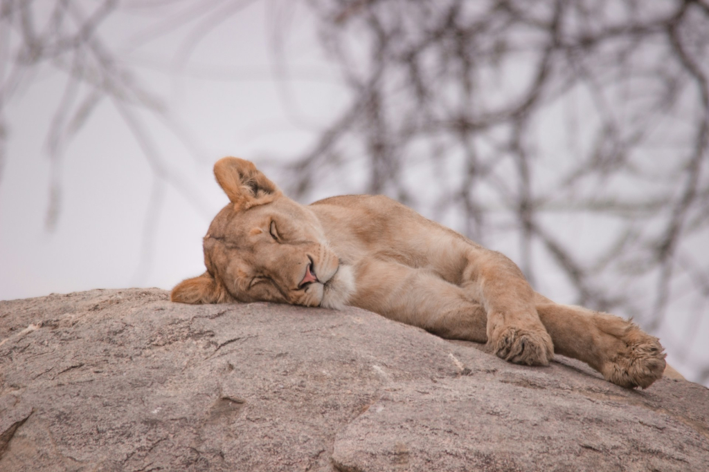 Visiting Serengeti in December - Weather, Wildlife & Safari Tips