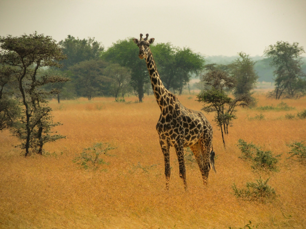 Visiting Serengeti in June - Weather, Wildlife & Safari Tips
