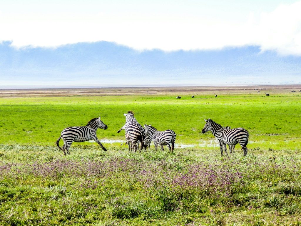 Visiting Serengeti in March - Weather, Wildlife & Travel Tips