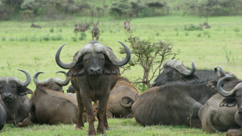 Visiting Serengeti in May - Weather, Wildlife & Travel Guide