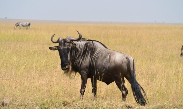 Wildebeests in Serengeti