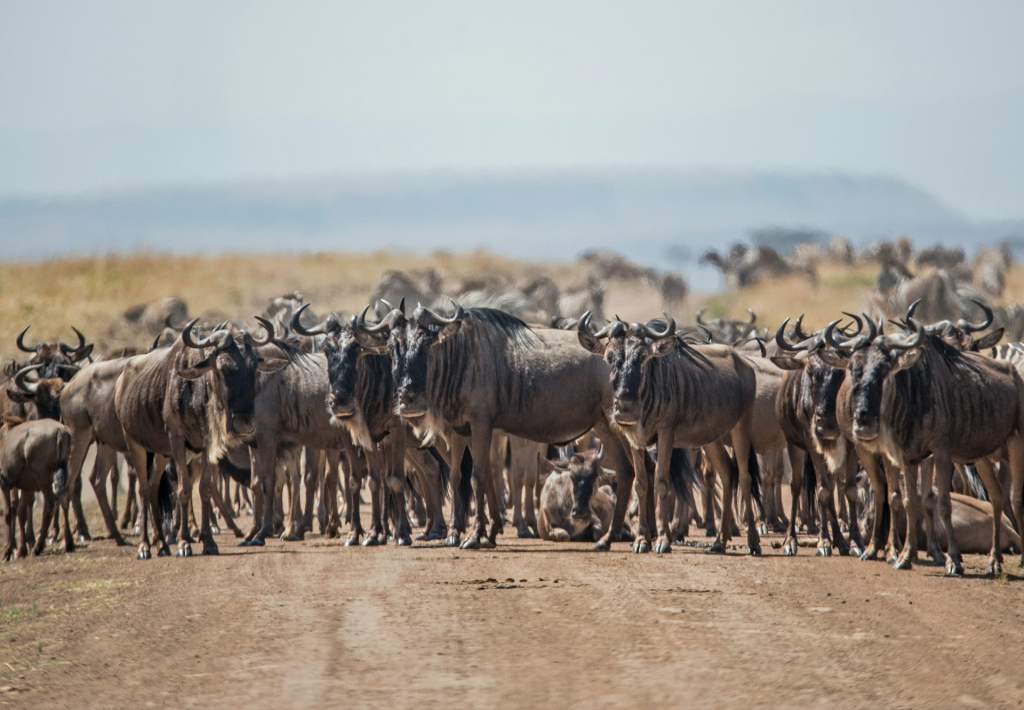 Wildebeests in Serengeti National Park and Their Migration