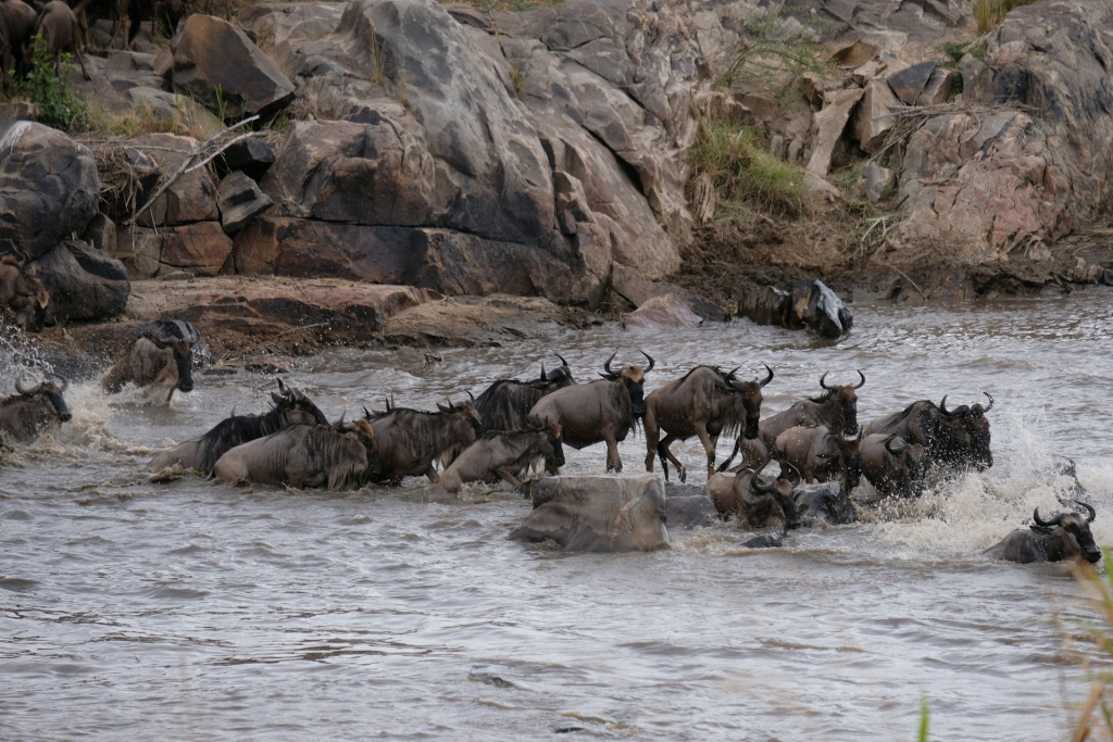 Witness the wildebeest migration