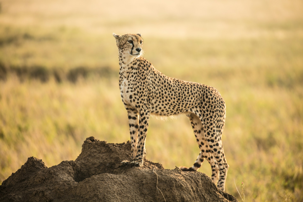 Wogakuria Area in Serengeti National Park