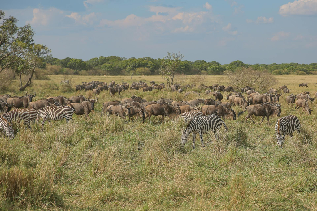 Best Time for Luxury Safaris in Tanzania