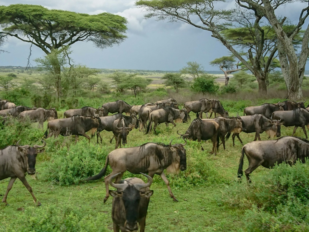 Best Time to See the Great Wildebeest Migration