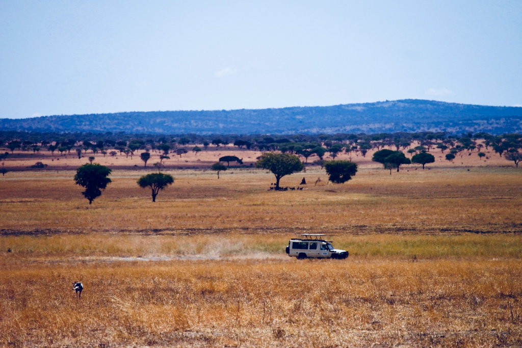 Choosing the Best Tanzania Safari Company