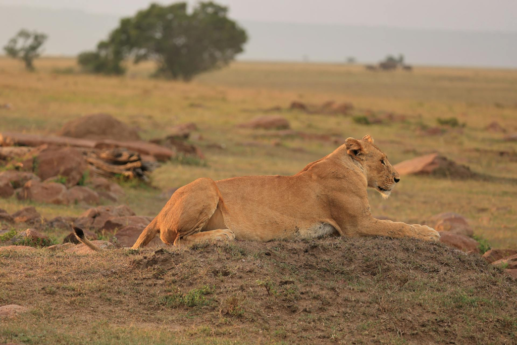 Top Destinations for Luxury Safaris in Tanzania