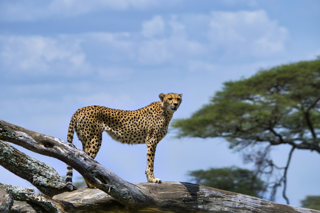 Why Tanzania Safari Companies Are Important