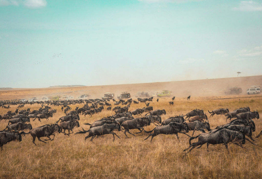 Why the Wildebeest Migration Happens